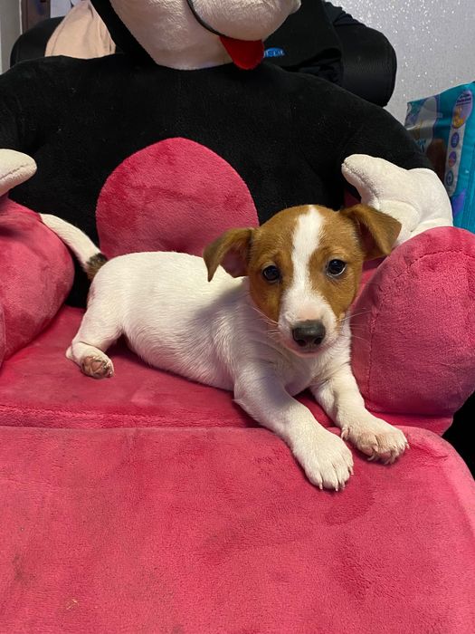 Śliczna suczka Jack Russell Terrier