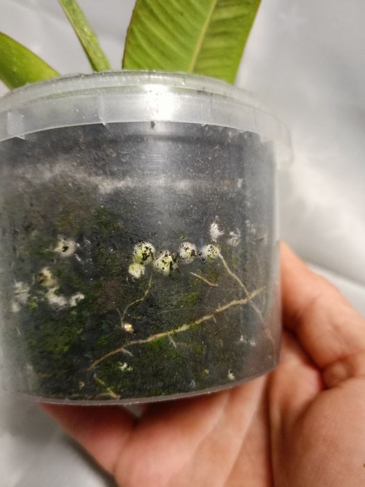 Фікус Ширивриана.