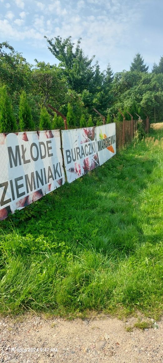 Buraczki czerwone marchewka ,cebula        .