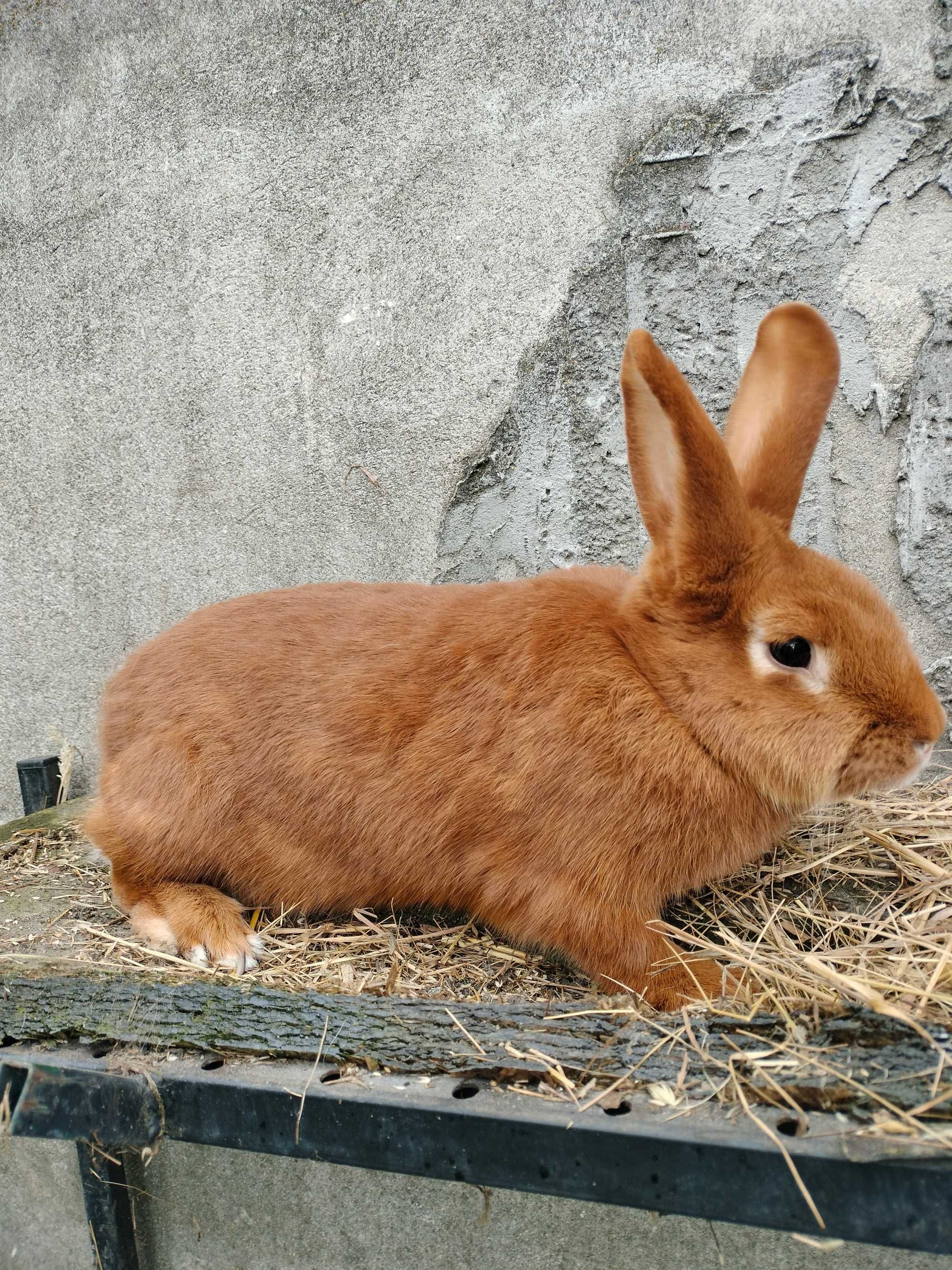 Króliki nowozelandzkie czerwone