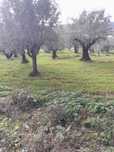 Limpeza de terrenos