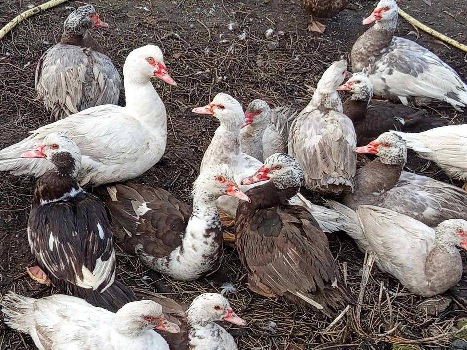 Мускусні качки на плем'я