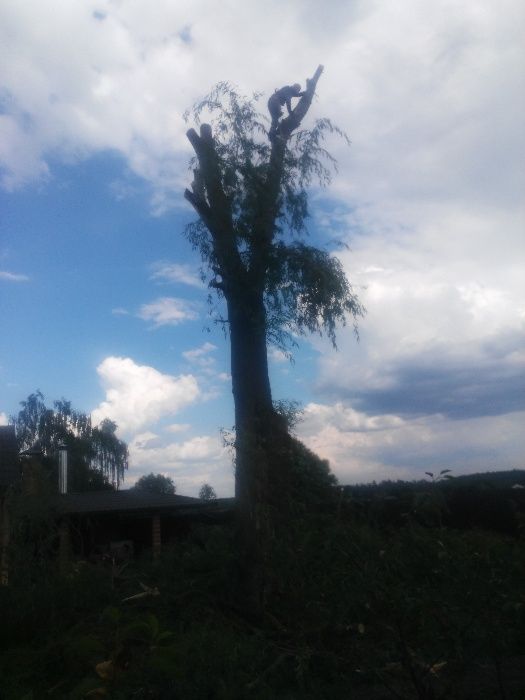 Уборка участка. Удаление деревьев. Oбрезка, корчевание пней. Покос