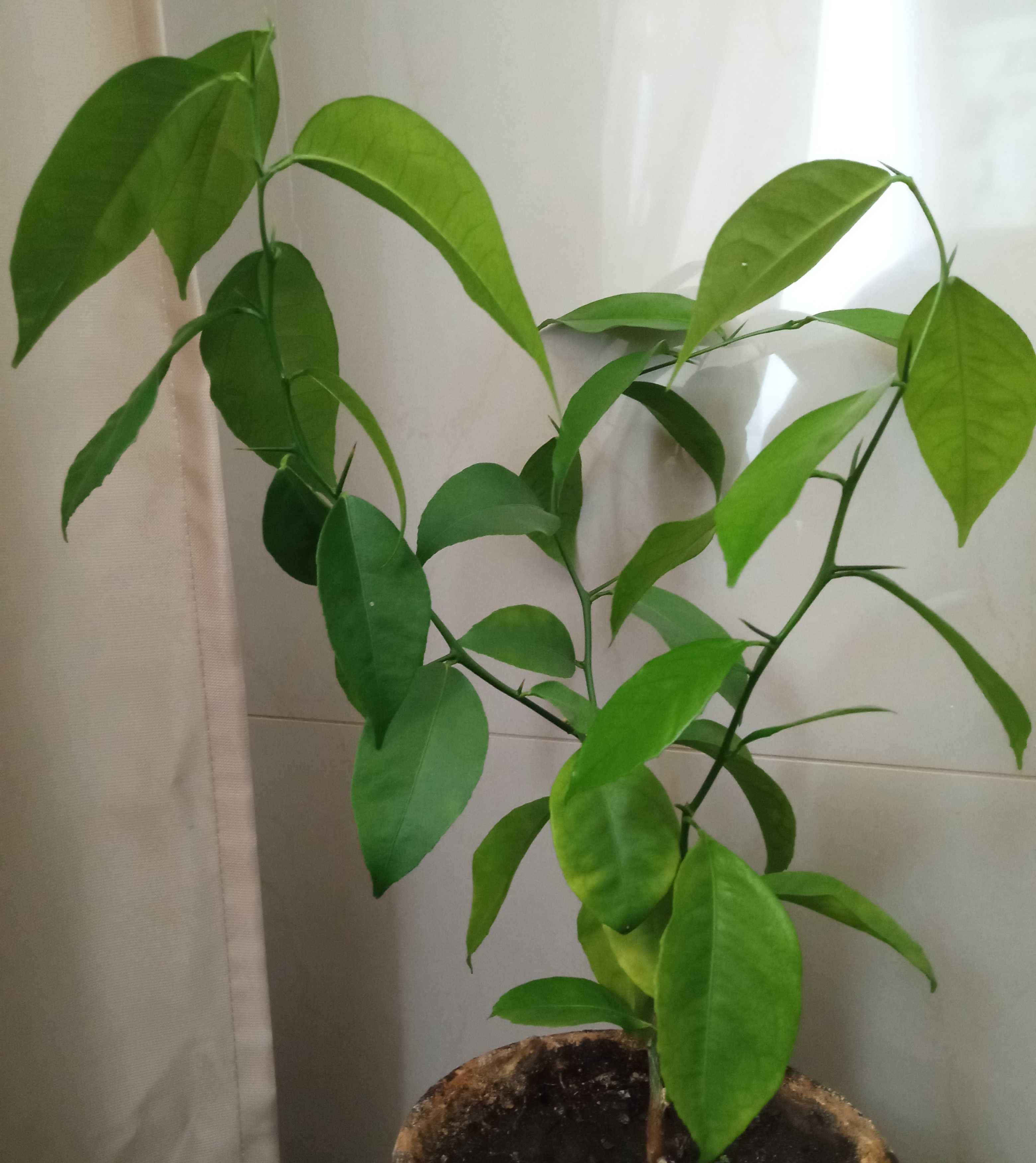 Продам лимонное дерево