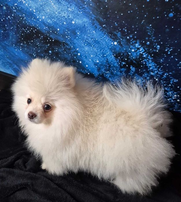 Pomeranian Seila – urocza suczka gotowa do zmiany domu