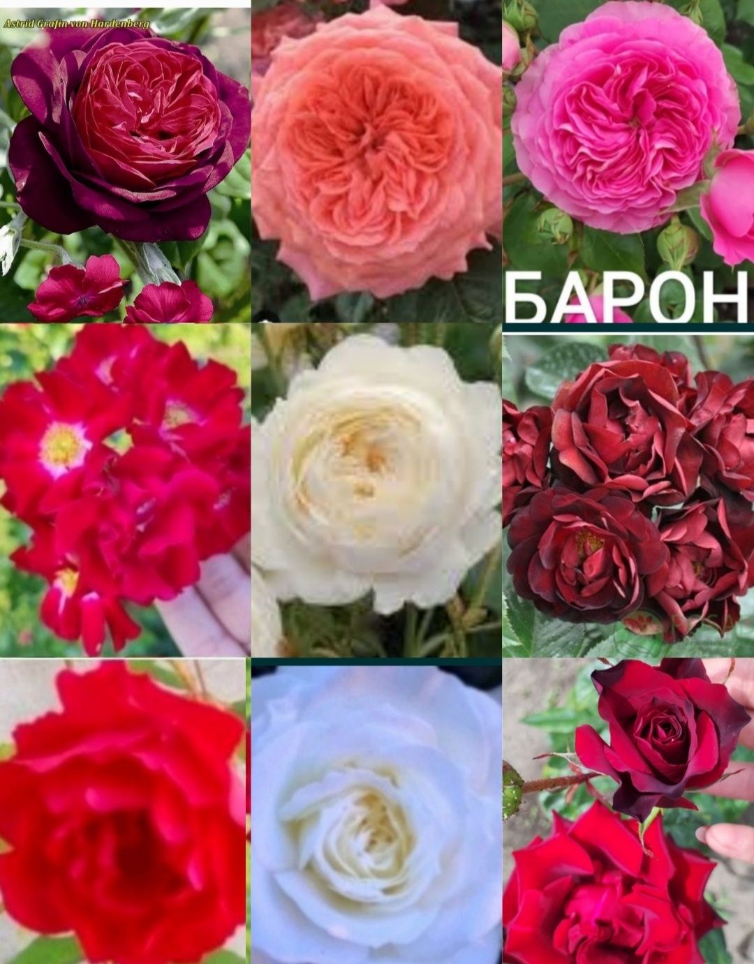 Розы, флокс лилия, лилейник, ирисы, акебия , герань котовник очистки