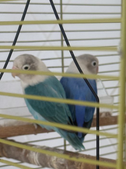 Vendo casal de Fischers