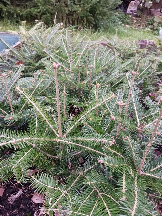 Klon Irga Pęcherznica Robinia ( akacja ) Paulownia Jodła Kosodrzewina