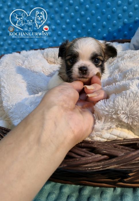 Prześliczny malutki chłopczyk chihuahua długowłosy