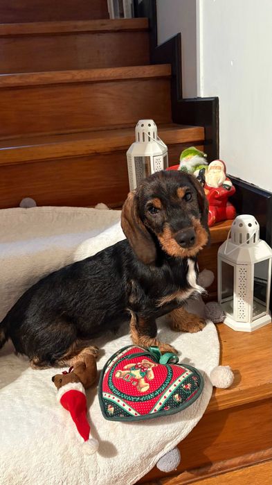 szczenie (suczka) jamnika szorstkowłosego standardowego