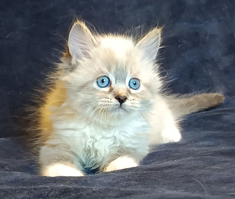 Koty Syberyjskie Neva Masquerade - LORD  ZKolakowegoDomu*PL