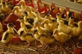 Качки Мулард та ін. Доставка по Україні.