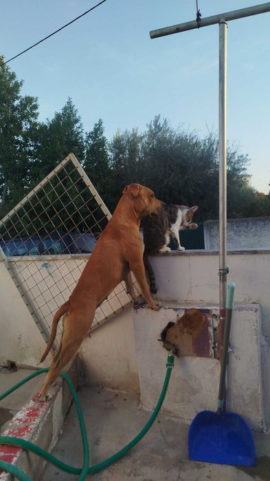 Cadela para adoção