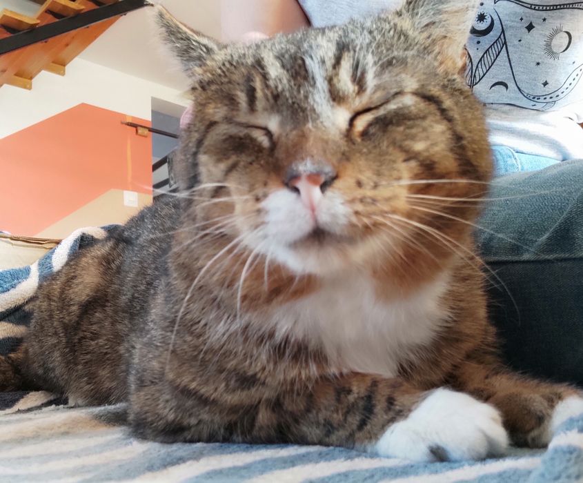 Kot bury miś miły kochany przyjaciel adoptuj