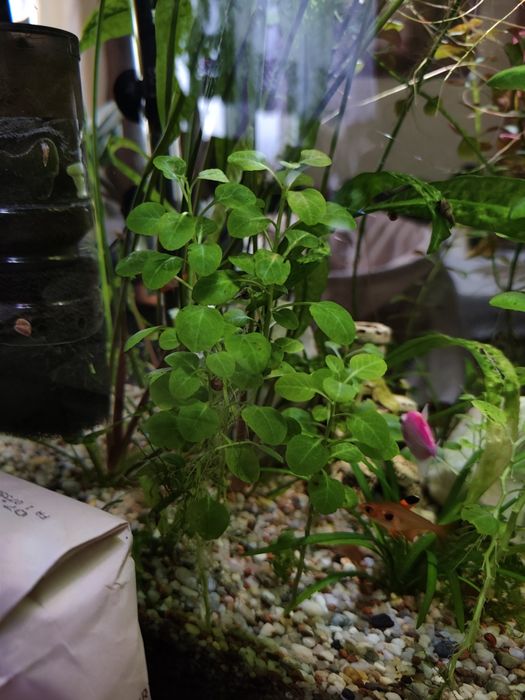 Lobelia Cardinalis / roślinka akwariowa