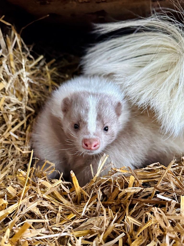 Skunks czarno biały albinos