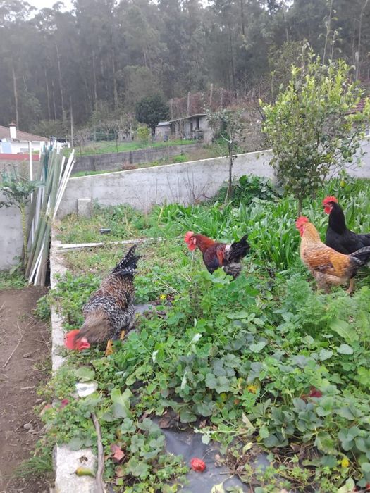 Vendo galos do campo