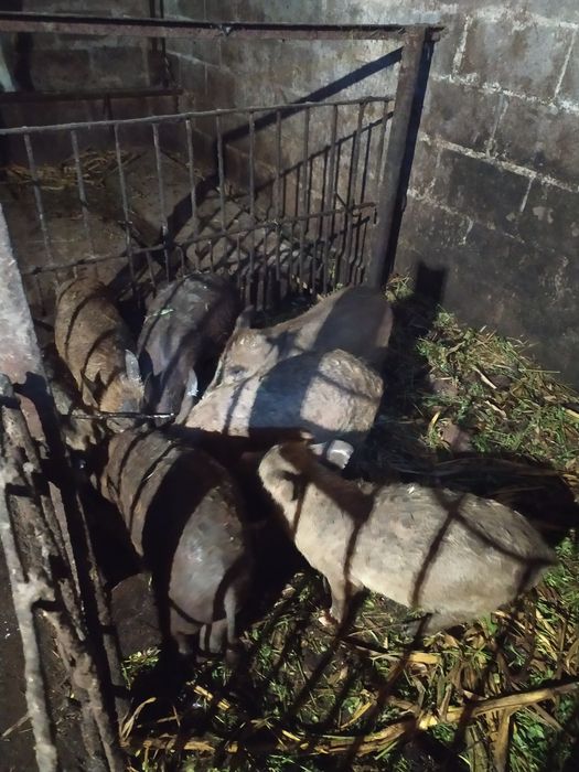 Продам не дорого поросят