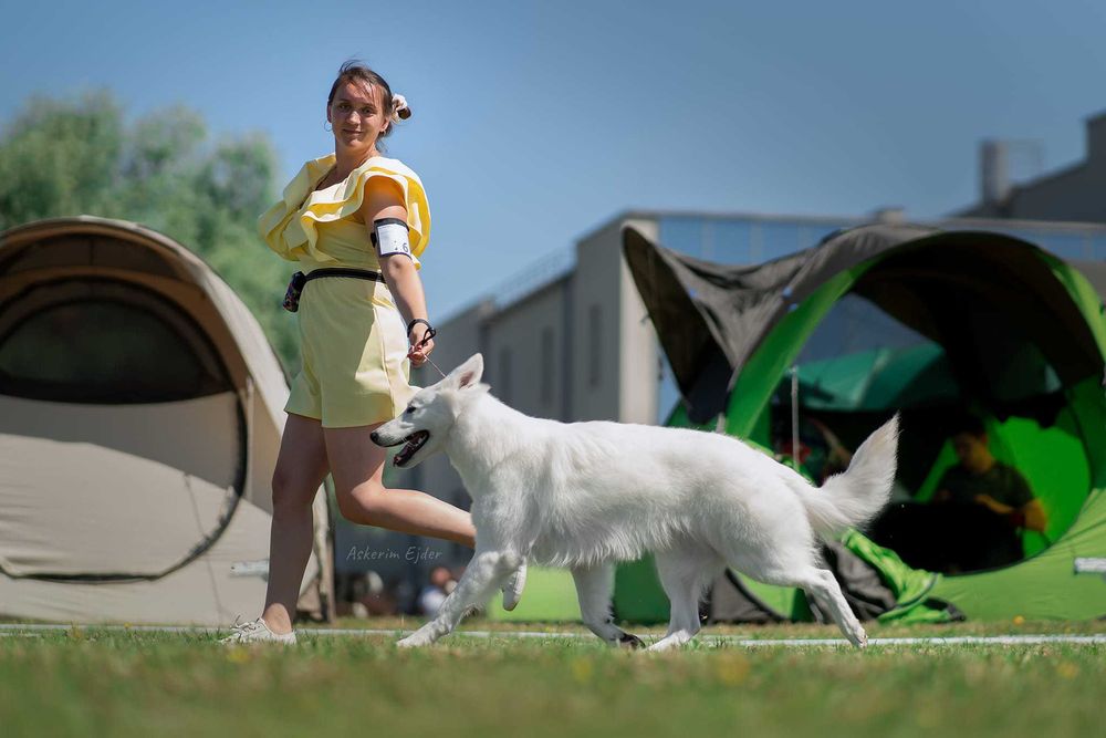 Biały Owczarek Szwajcarski - linia zwycięzców Europy, Świata i Klubów!