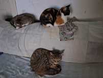 Gatinhas para doar