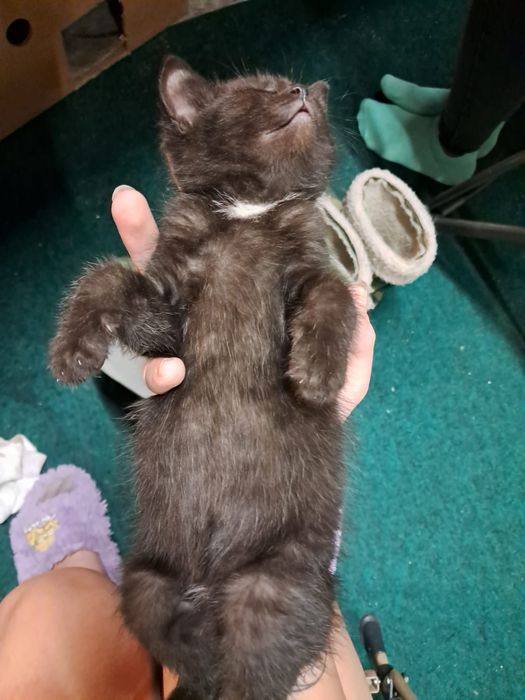 Koty za darmo 2 chłopaki i dziewczyna