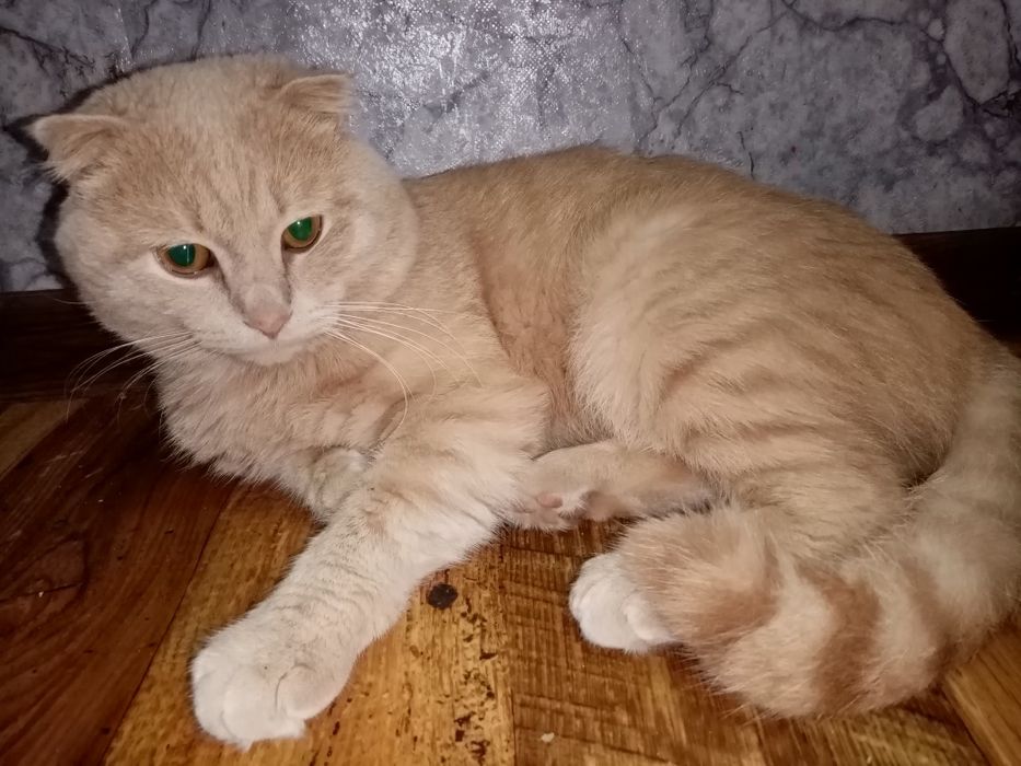 Отдам кошенят в добрі руки