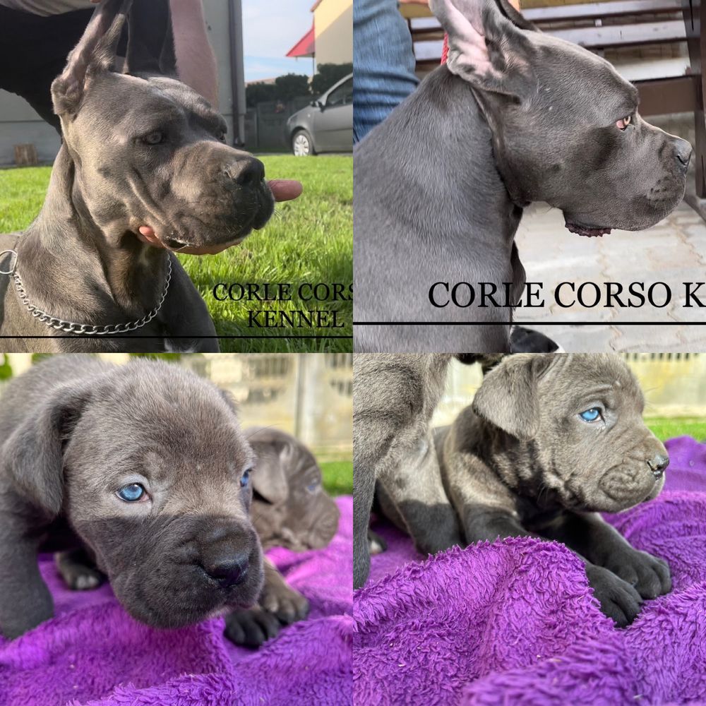 Cane Corso Suczka Wzorowa