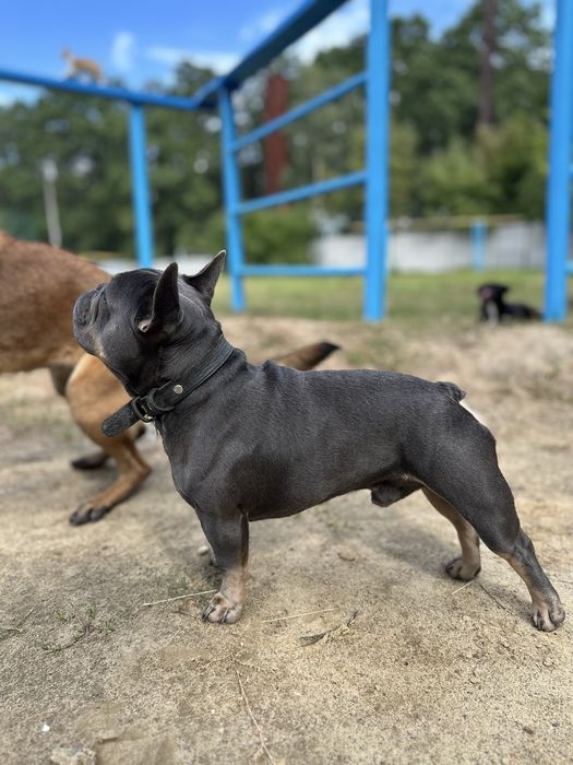 Французький бульдог вязка