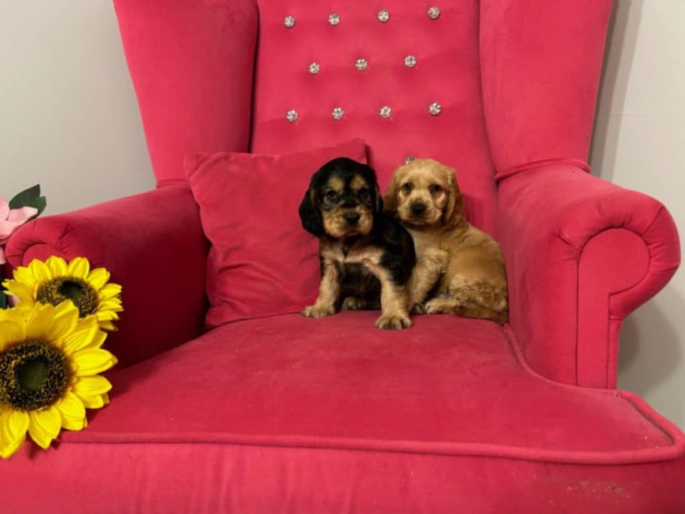 Cocker spaniel angielski piesek kolor sobolowy