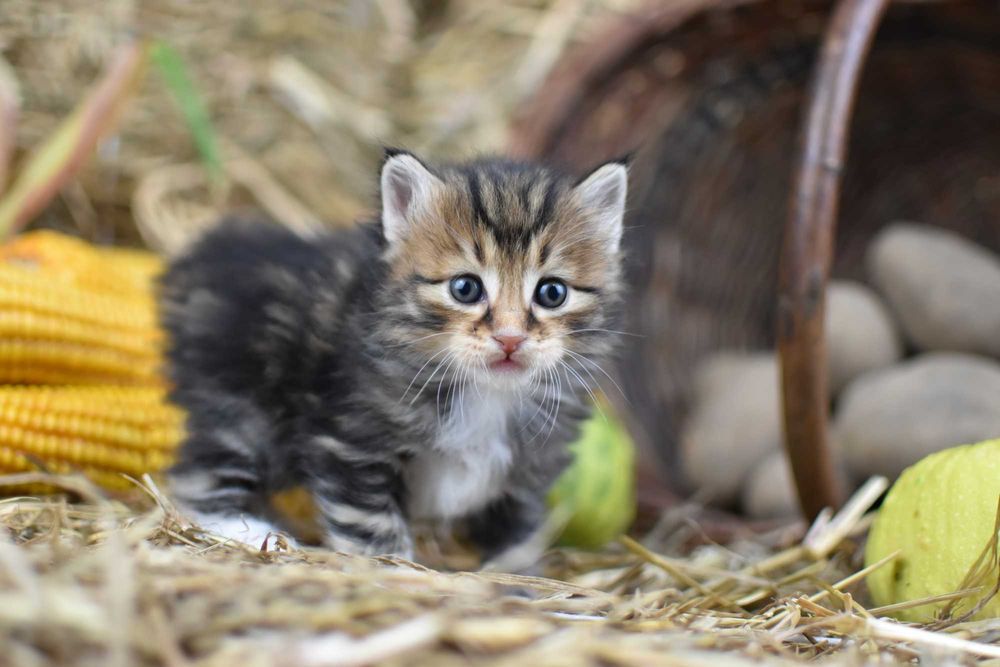 Kurylski Bobtail- Kocięta Rodowód FPL/FIFE- Hodowla Dynastia Kuryla*PL