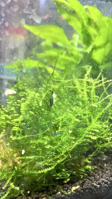 Musgo de java( moss)