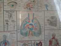 Mapa litográfico do corpo humano