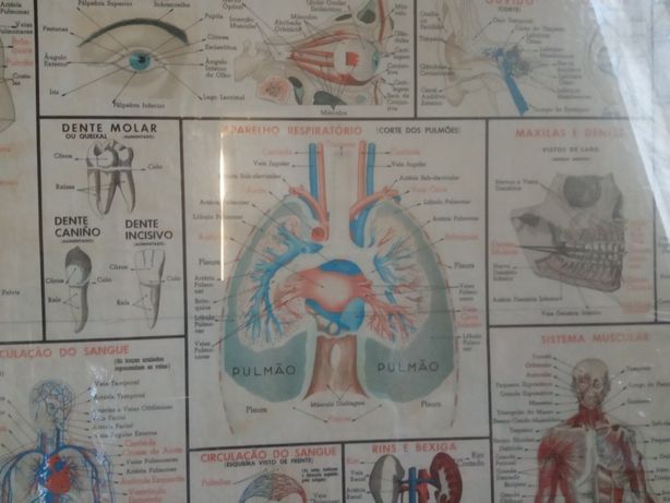 Mapa litográfico do corpo humano