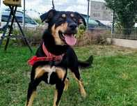 Kimo do adopcji!