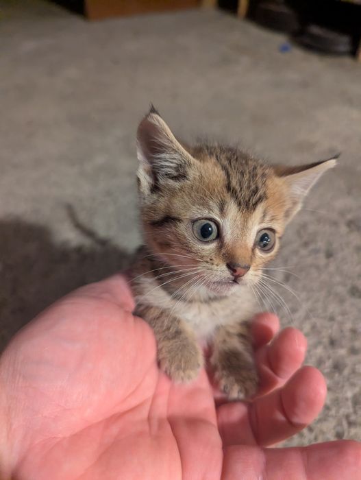 Заберіть у сім'ю цього нано котика)