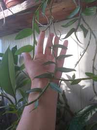 Dendrobium Bohemian Rhapsody = pierardii x loddigesii