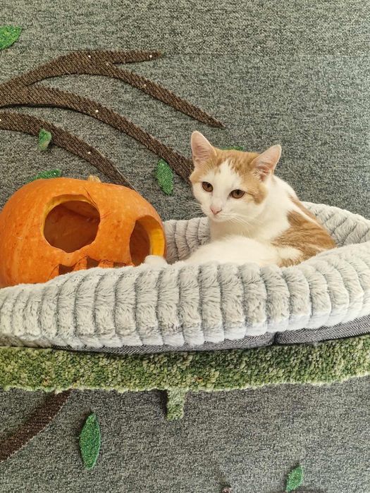 Małe kotki czekają na domy w schronisku