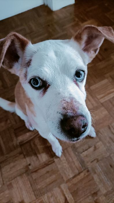 Para adopção responsável