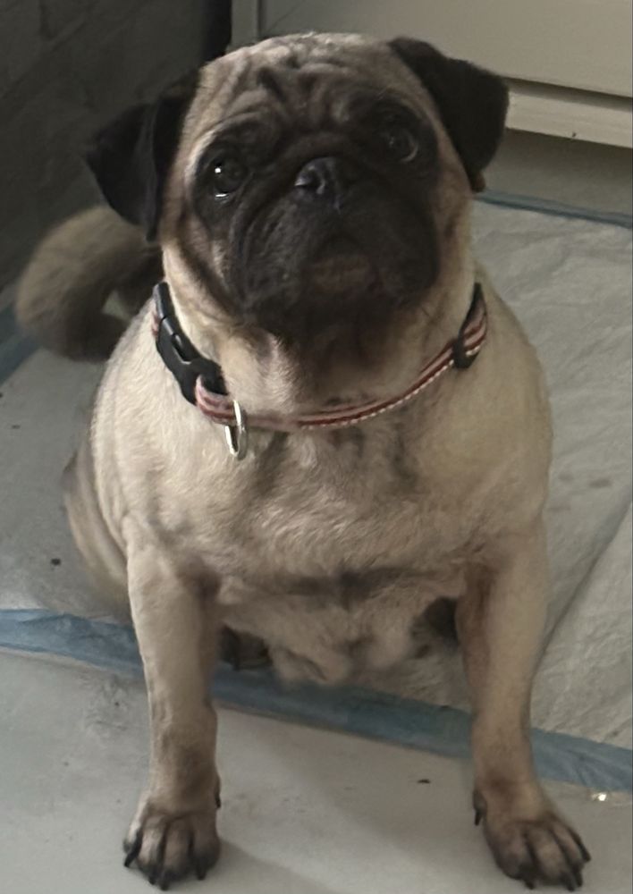 Mops mopsik mops