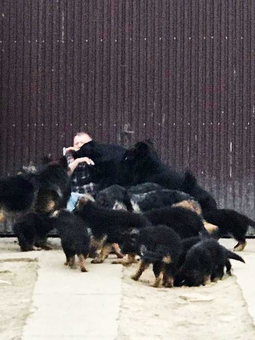 Owczarek niemiecki długowłosy potężny szczeniak B po potężnych psach