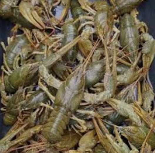 Продам живые раки варимо класика Вершковий
