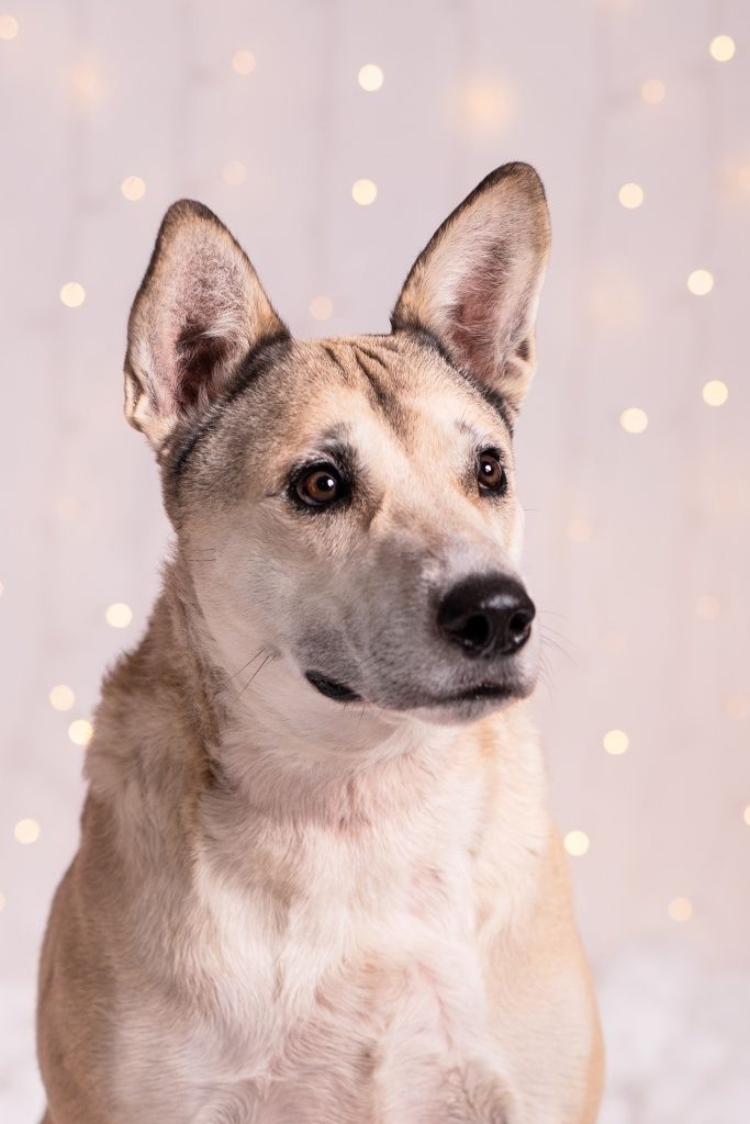 Kochany Lobo w typie TTB do adopcji!