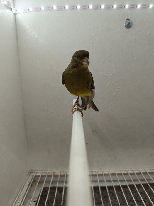 Vendo 2 Machos Timbrado Espanhol