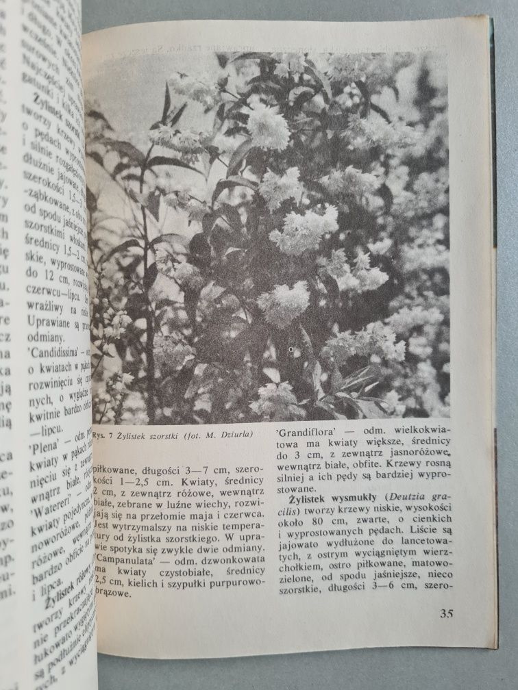 Magnolia, azalia i inne - M.Czekalski