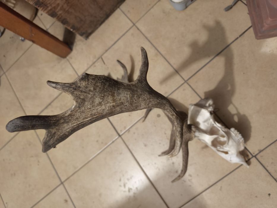 Wieniec daniela zrzuty poroże