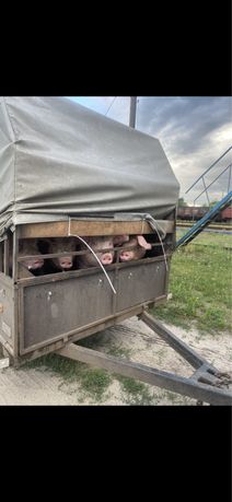 Свині жива вага