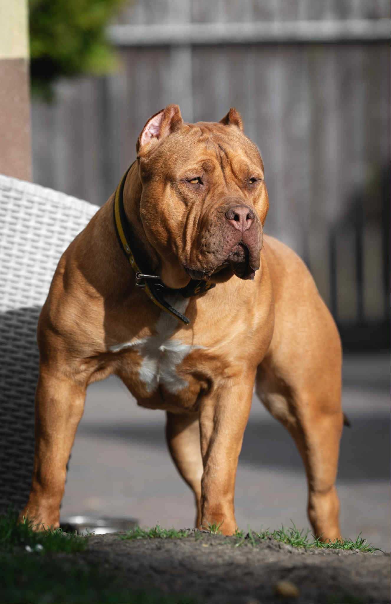 Mocny Samiec Fawn 8 tygodni Bullies Minds