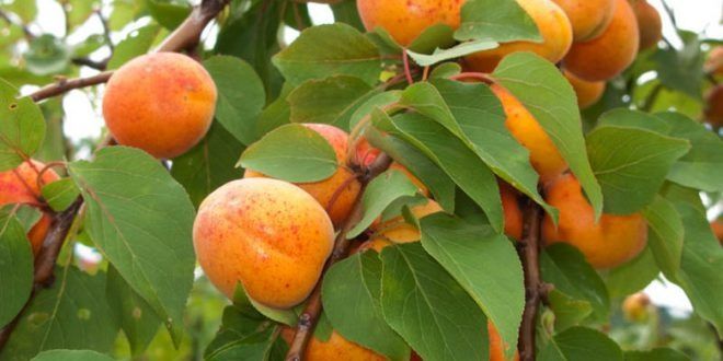 Pessegueiros Paraguaios, Maracotão, Nectarina e Alperce