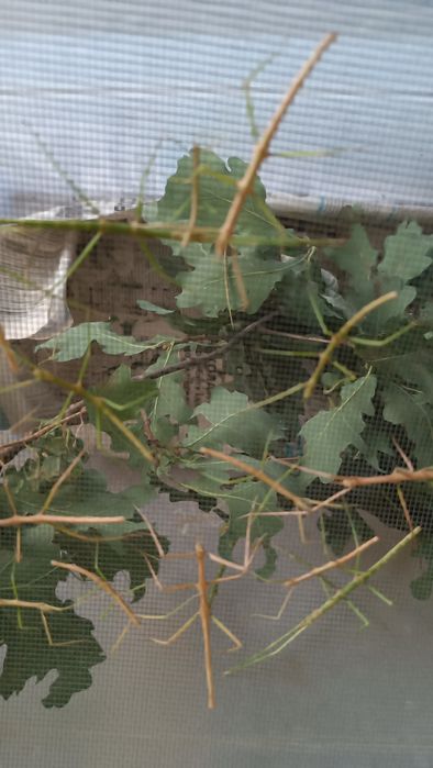 Палочник стимул палочники різні