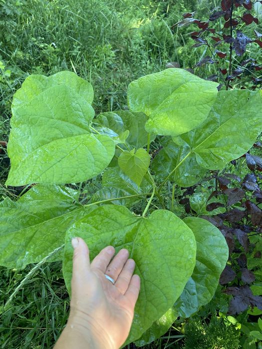 Продаю молодые деревья катальпы